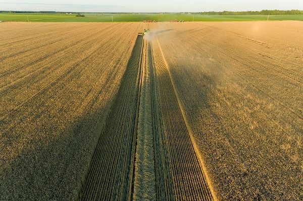 Day, Richard and Susan 아티스트의 Aerial view of combine harvesting wheat at sunset-Marion County-Illinois작품입니다.